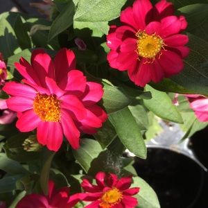 Meet your Posher, Brenda